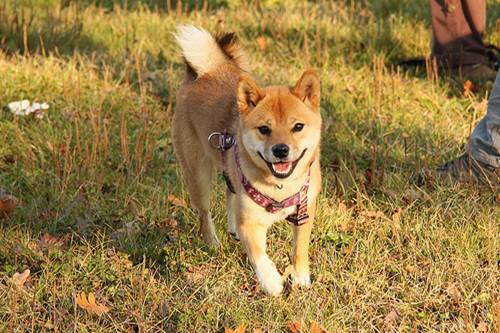 shiba inu carattere e allevamenti tutto zampe