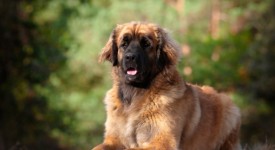 Leonberger