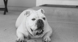 Bulldog inglese bianco