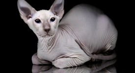 Canadian Sphynx