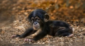 foto cuccioli ambiente naturale