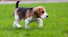 Beagle carattere allevamenti