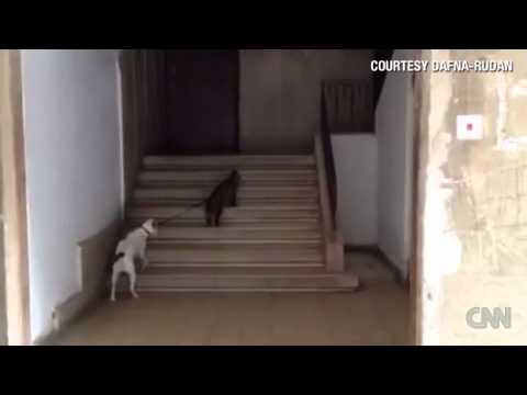 video gatto porta passeggio cane