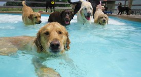 Pool party