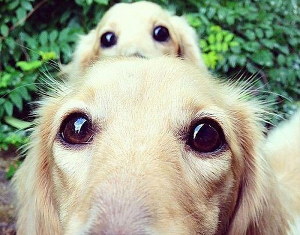 cuccioli adorabili tale padre tale figlio foto tutto zampe