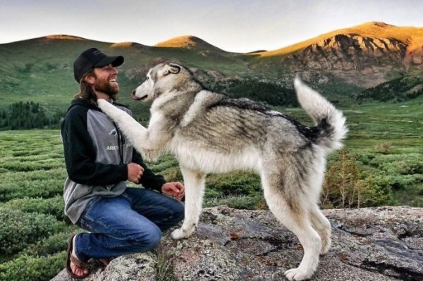 Alaskan Malamute