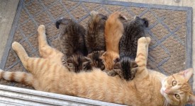 10 orgogliose mamme gatte con cuccioli