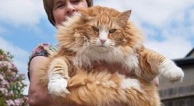 10 Maine coon cats che fanno impallidire i vostri micioni