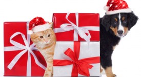 Cani e gatti feste natale felici e sicure