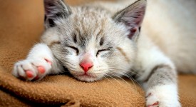 10 gattini che amano dormire ovunque e sempre