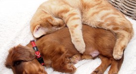 10 foto di cani e gatti amici per la pelle