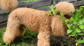 10 animali che amano farsi la permanente (FOTO)