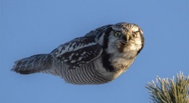 10 animali catturati nelle pose più incredibili (FOTO)