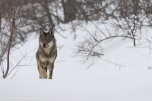 10 lupi del Parco nazionale d'Abruzzo (FOTO)